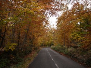 The roads through Burnham Beeches were full of Autumn colour.